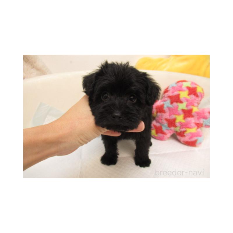 販売中の大阪府のミックス犬-402816の1枚目