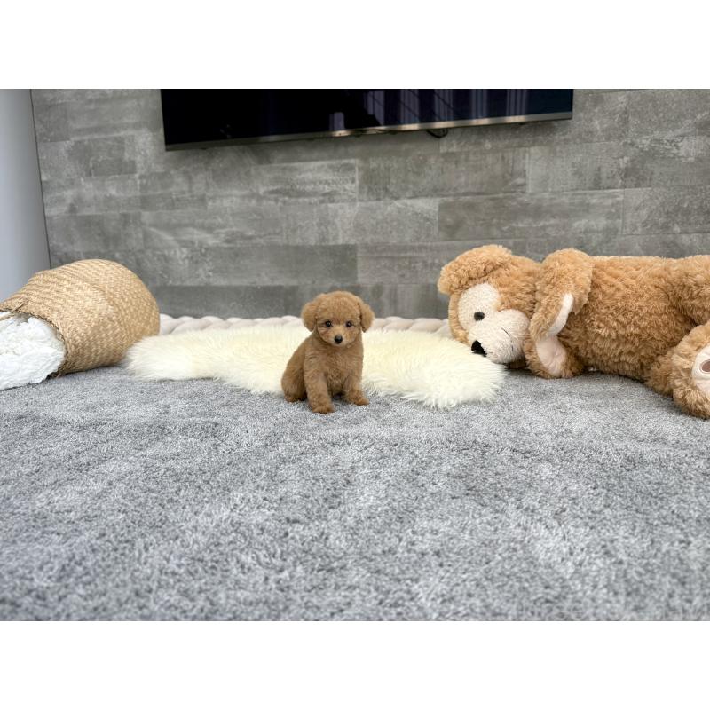 販売中の滋賀県のティーカッププードル-402839の2枚目