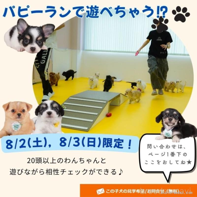販売中の神奈川県のチワワ(ロングコート)-392341の4枚目