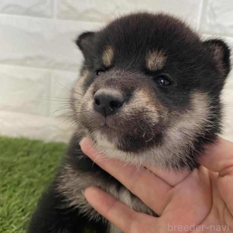 販売中の滋賀県の柴犬-402862の5枚目