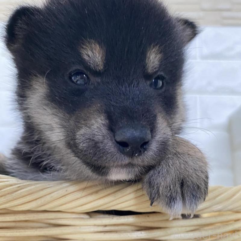 販売中の滋賀県の柴犬-402862の4枚目