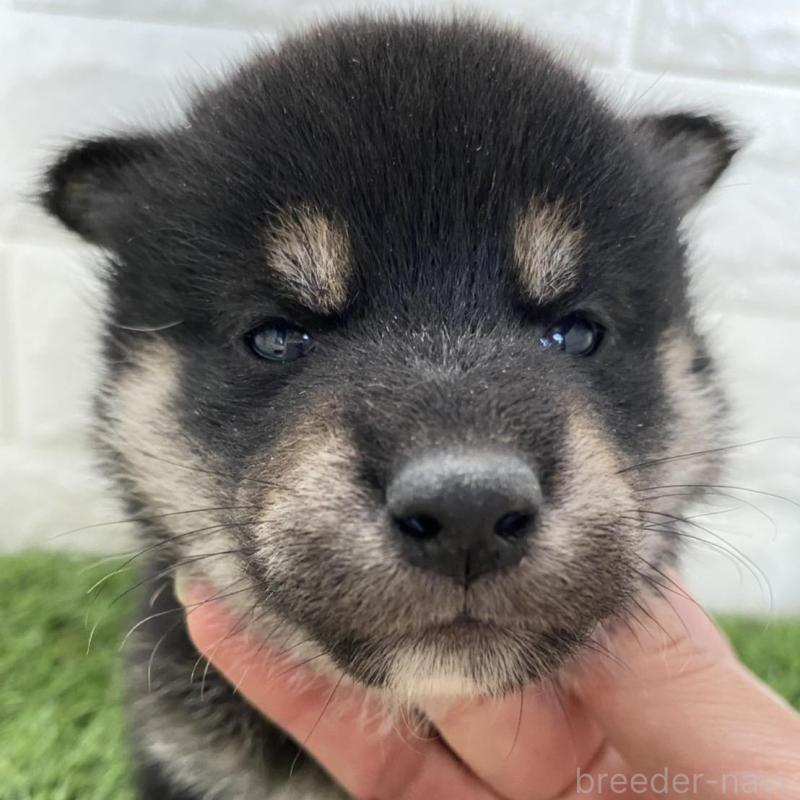 販売中の滋賀県の柴犬-402862の3枚目