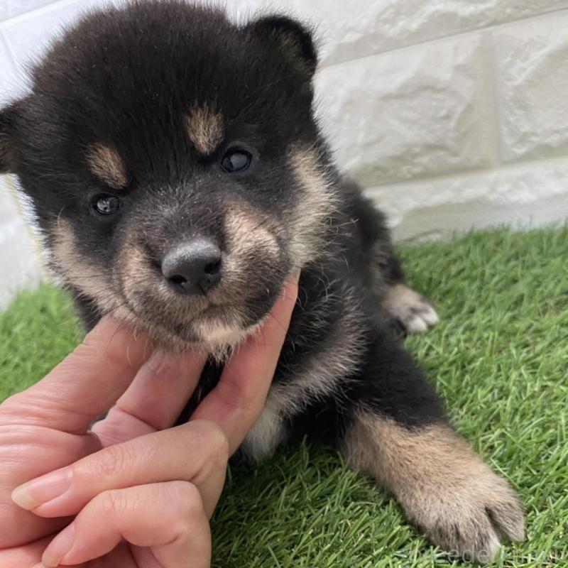 販売中の滋賀県の柴犬-402862