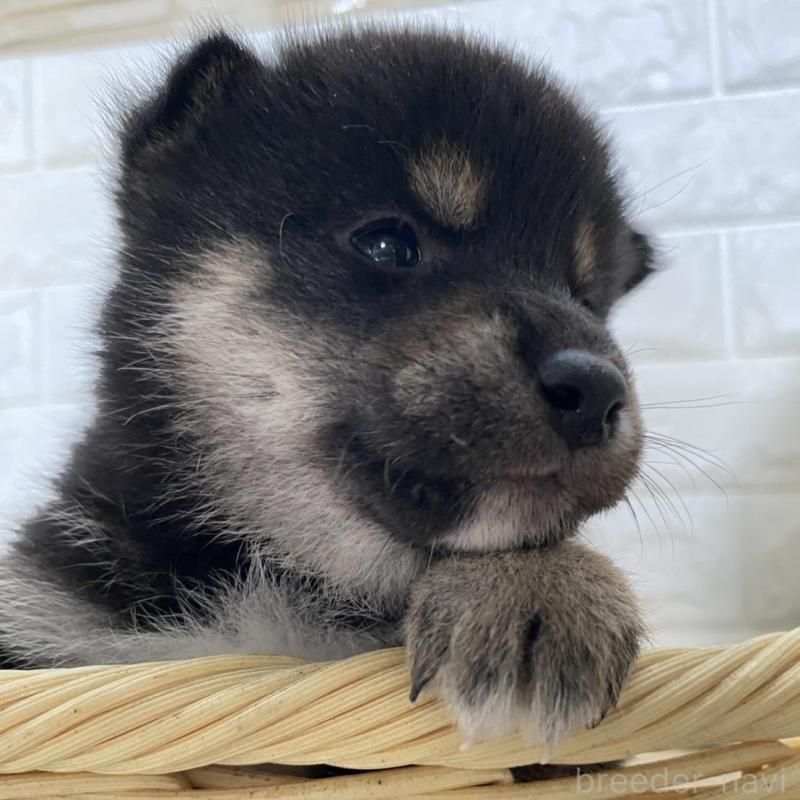 販売中の滋賀県の柴犬-402862の2枚目