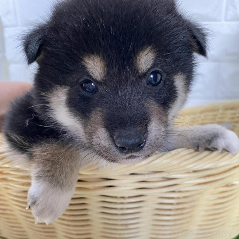 販売中の滋賀県の柴犬-402863の5枚目