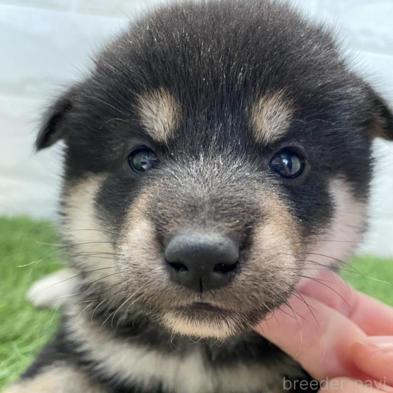 販売中の滋賀県の柴犬-402863の1枚目