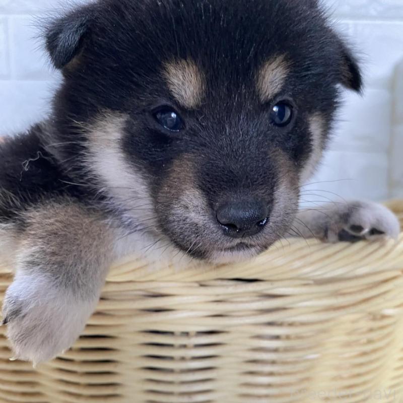 販売中の滋賀県の柴犬-402863の4枚目