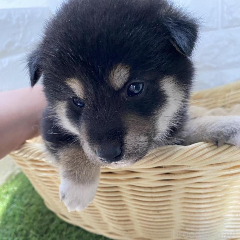 販売中の滋賀県の柴犬-402863の3枚目