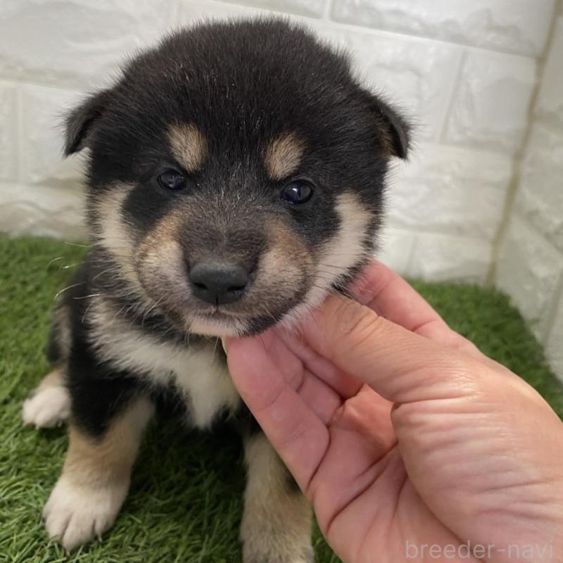 販売中の滋賀県の柴犬-402863の2枚目