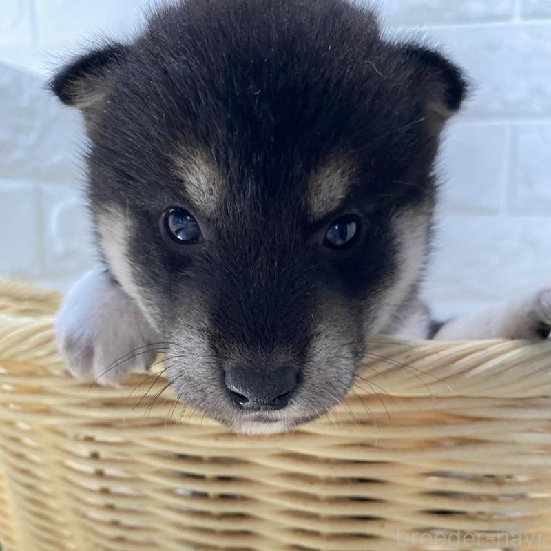 販売中の滋賀県の柴犬-402864の5枚目