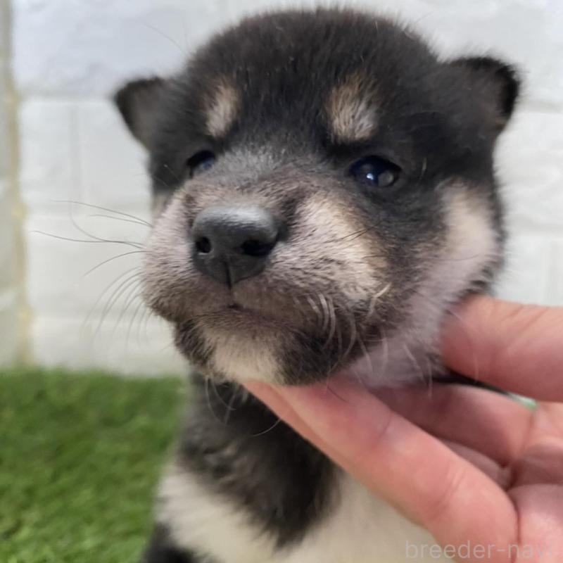 販売中の滋賀県の柴犬-402864の4枚目