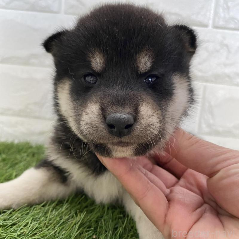 販売中の滋賀県の柴犬-402864の1枚目