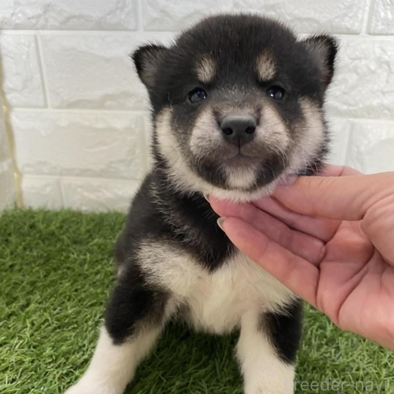 販売中の滋賀県の柴犬-402864の3枚目