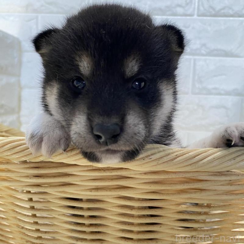 販売中の滋賀県の柴犬-402864の2枚目