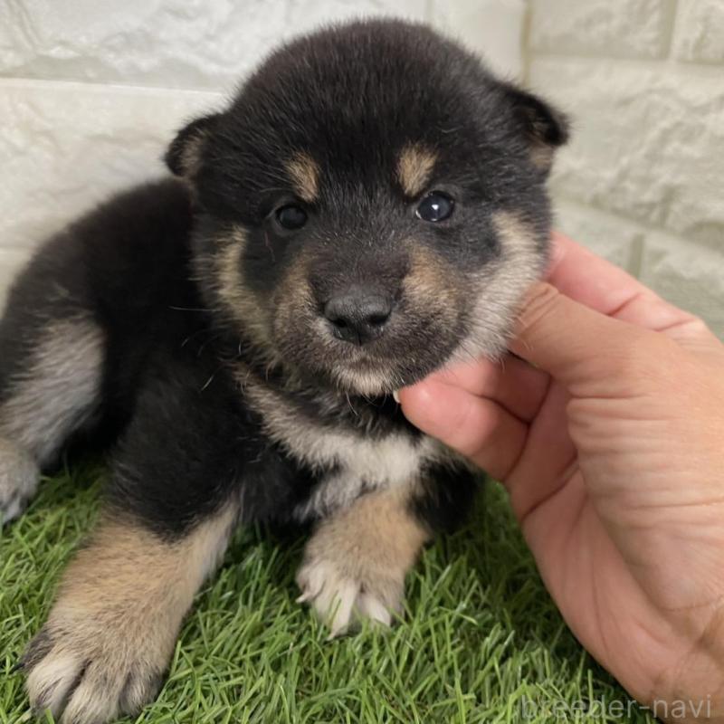 販売中の滋賀県の柴犬-402865の5枚目