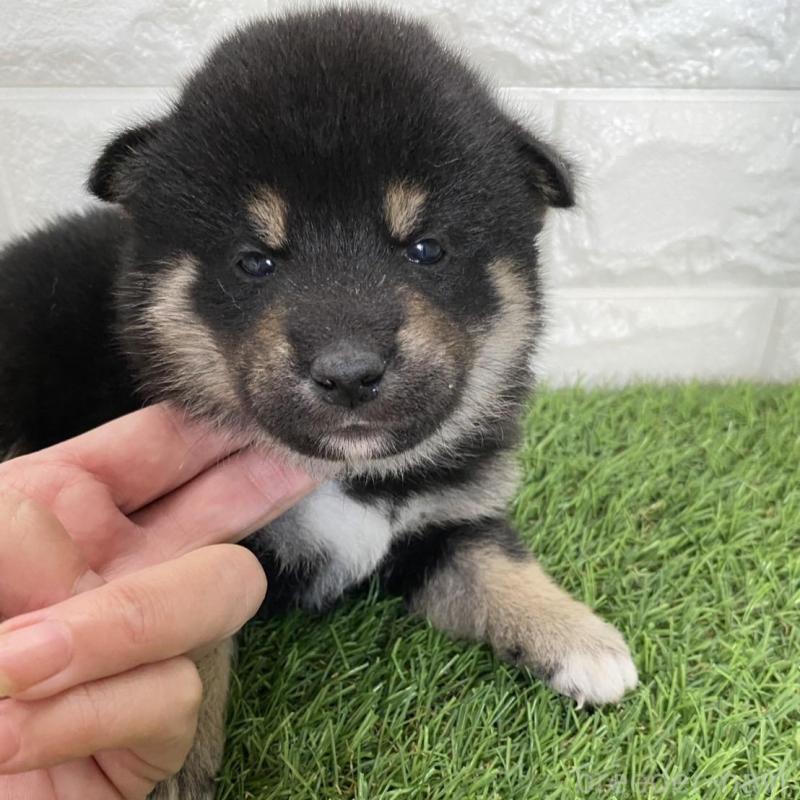 販売中の滋賀県の柴犬-402865の3枚目
