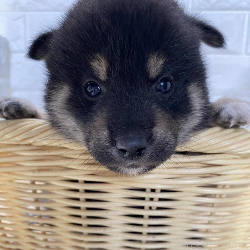 販売中の滋賀県の柴犬-402865の2枚目