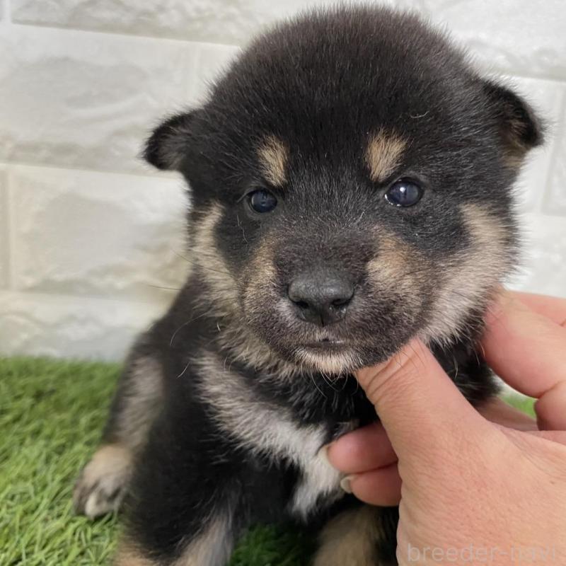 販売中の滋賀県の柴犬-402865
