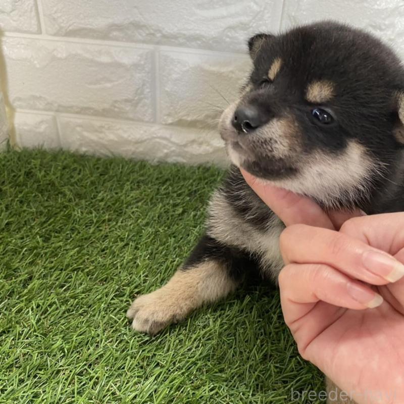 販売中の滋賀県の柴犬-402866の5枚目