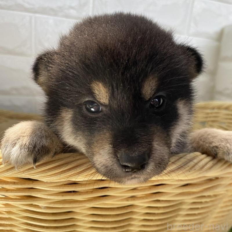 販売中の滋賀県の柴犬-402866の3枚目