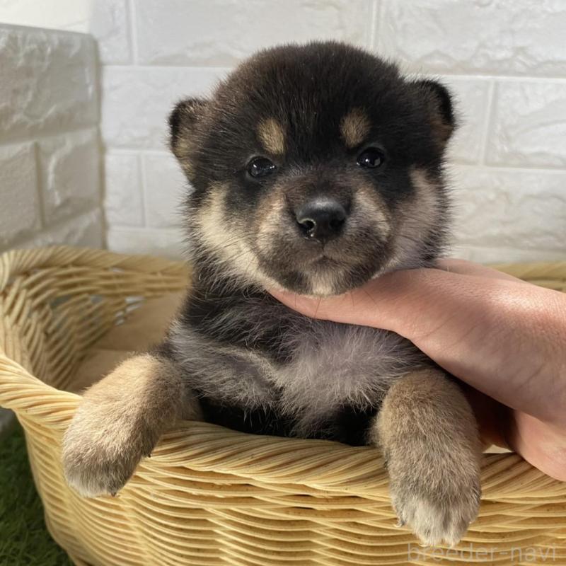 販売中の滋賀県の柴犬-402866の2枚目