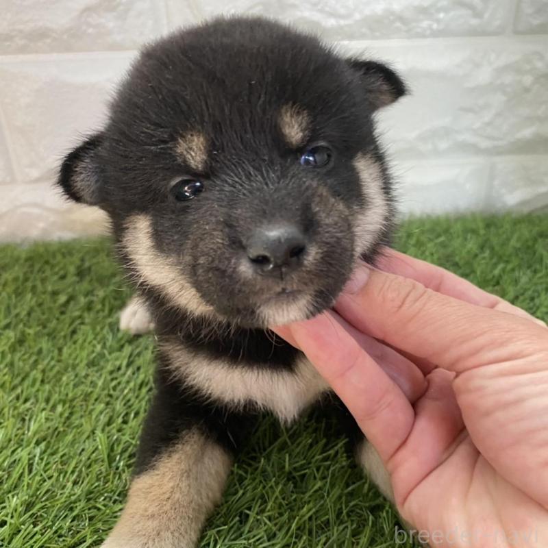 販売中の滋賀県の柴犬-402867の5枚目