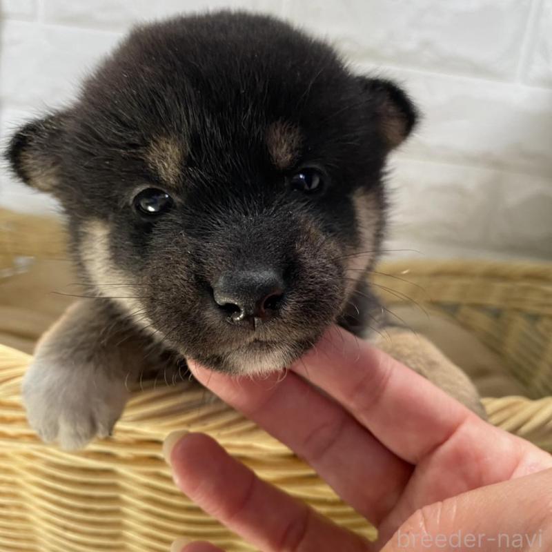 販売中の滋賀県の柴犬-402867