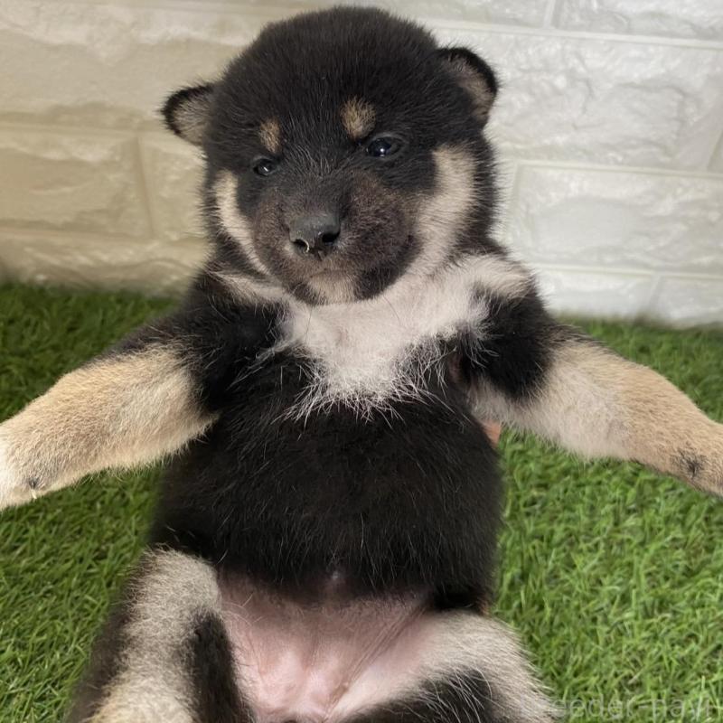 販売中の滋賀県の柴犬-402867の4枚目