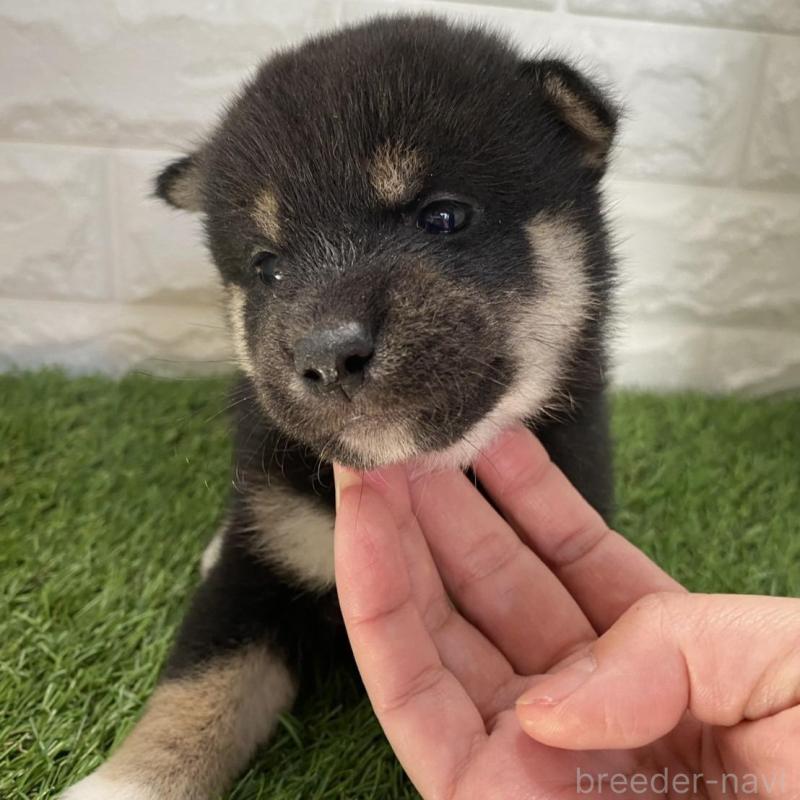 販売中の滋賀県の柴犬-402867の3枚目