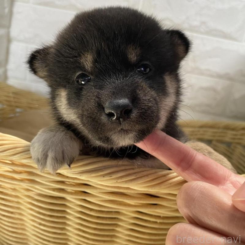 販売中の滋賀県の柴犬-402867の2枚目