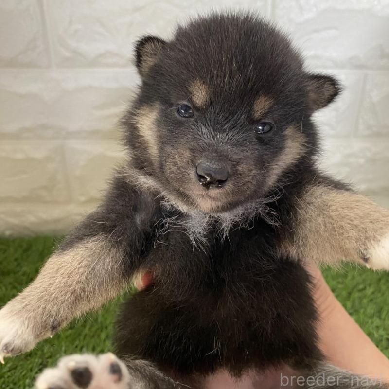 販売中の滋賀県の柴犬-402868の5枚目