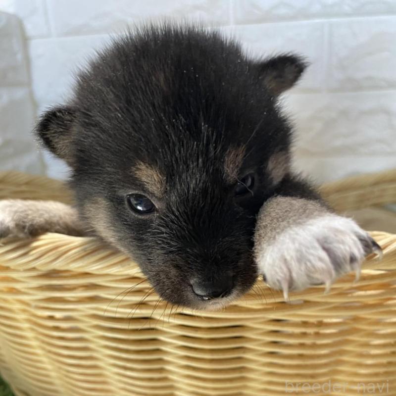 販売中の滋賀県の柴犬-402868の4枚目