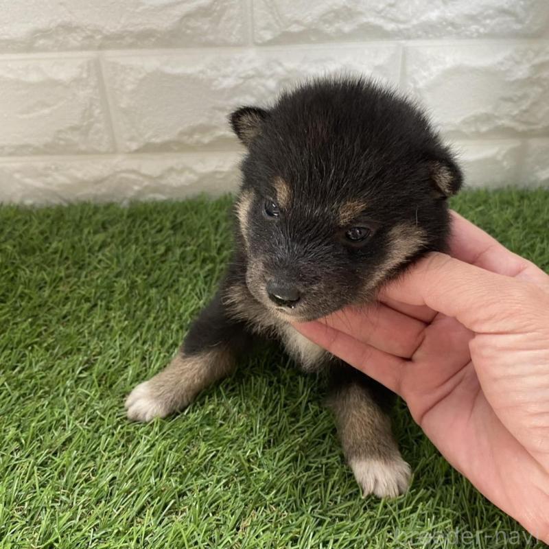 販売中の滋賀県の柴犬-402868の3枚目