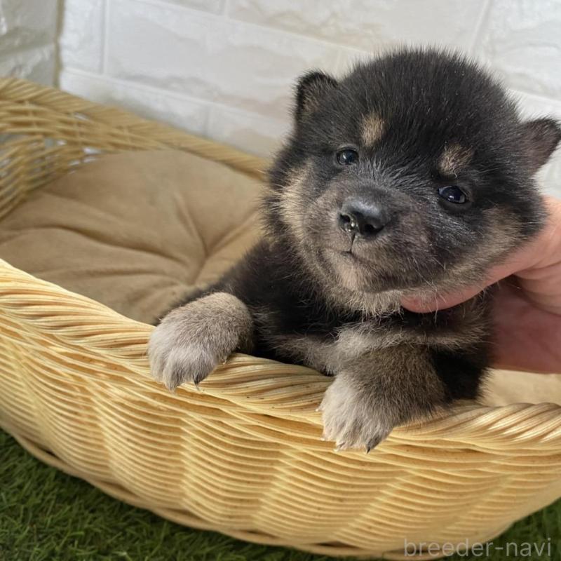 販売中の滋賀県の柴犬-402868