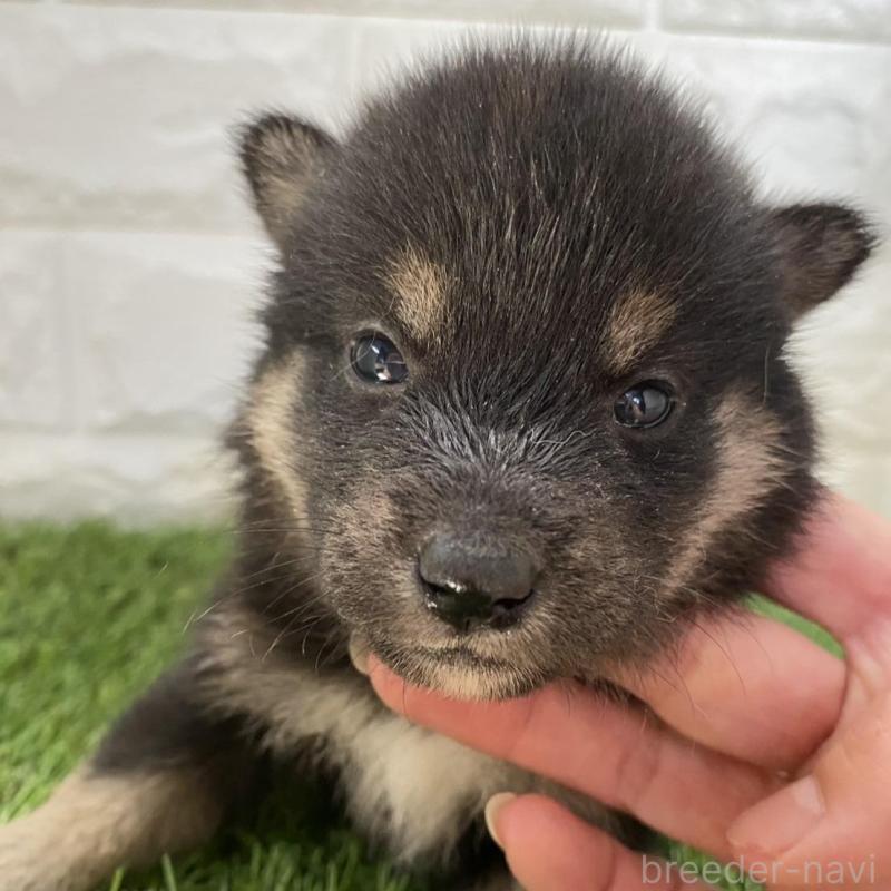 販売中の滋賀県の柴犬-402868の2枚目