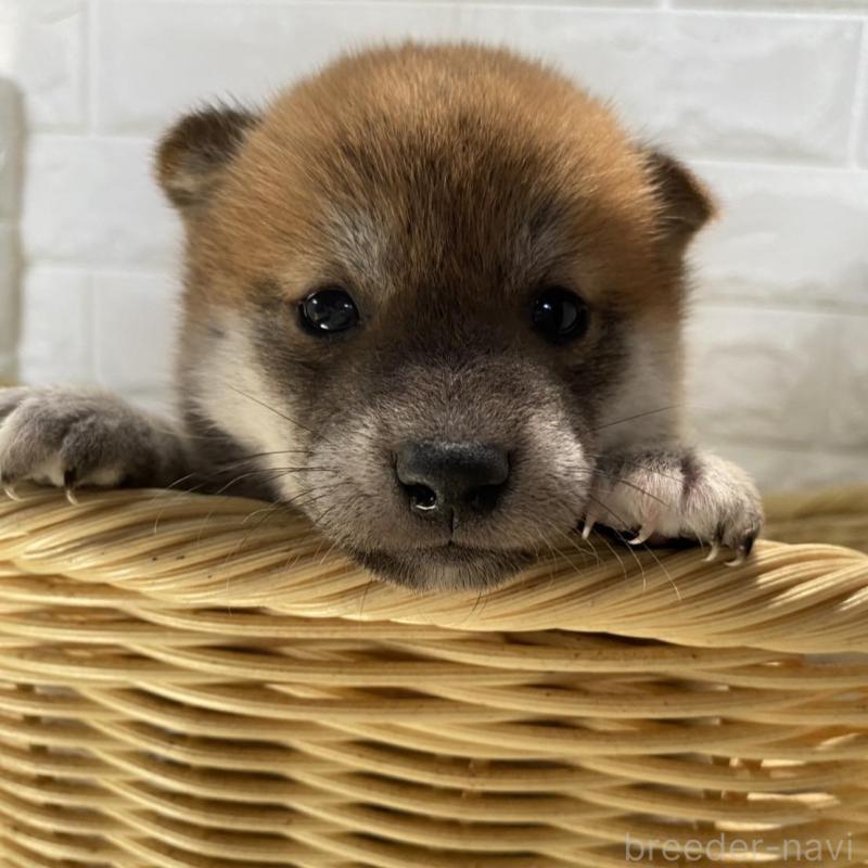 販売中の滋賀県の柴犬-402869の5枚目