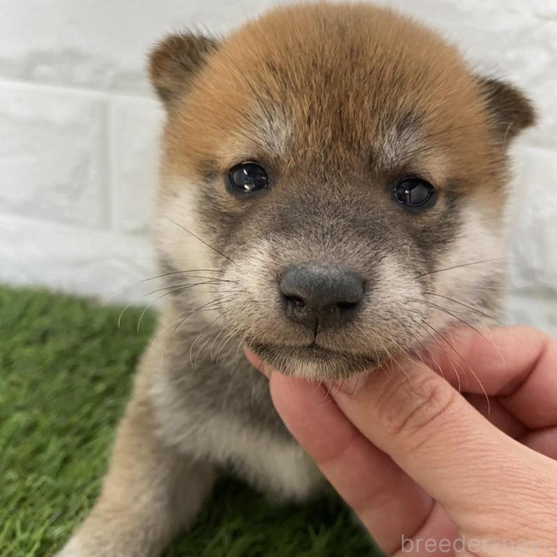 販売中の滋賀県の柴犬-402869