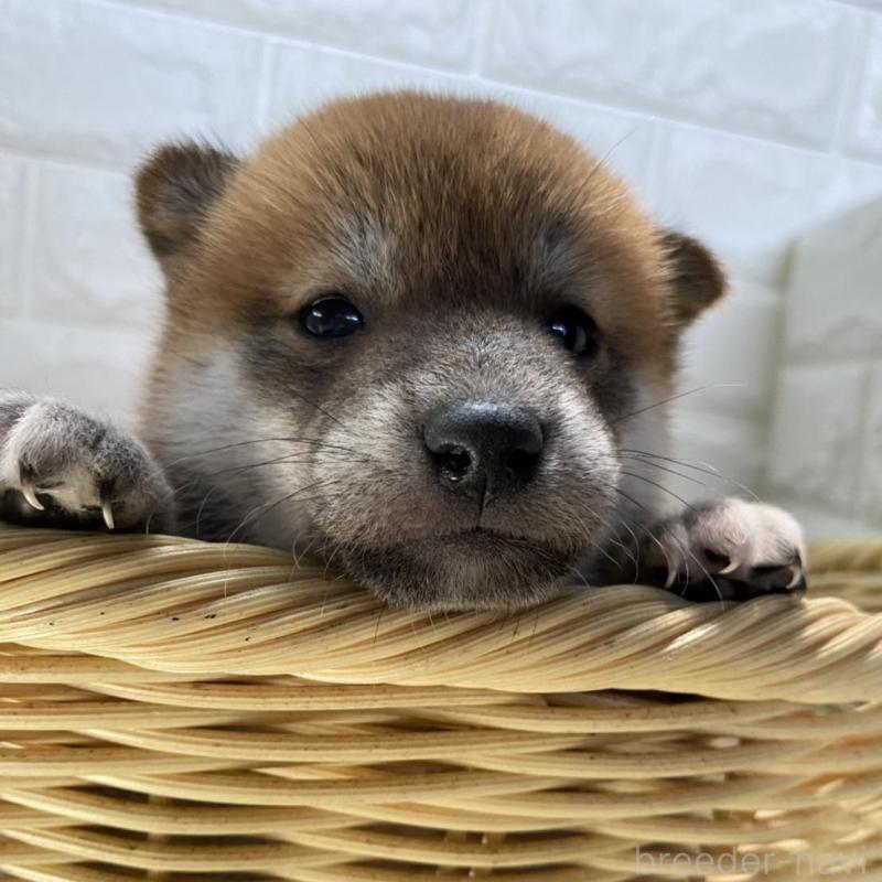 販売中の滋賀県の柴犬-402869の4枚目
