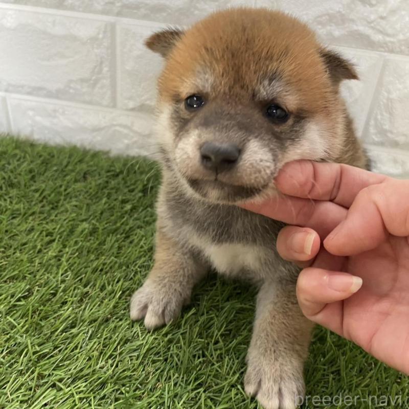 販売中の滋賀県の柴犬-402869の3枚目
