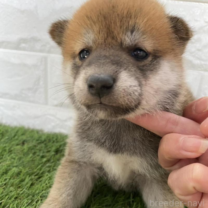 販売中の滋賀県の柴犬-402869の2枚目