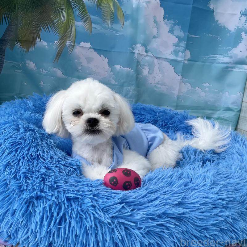 成約済の沖縄県のミックス犬-389676の5枚目