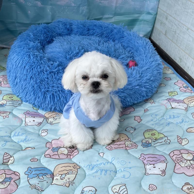 成約済の沖縄県のミックス犬-389676の4枚目