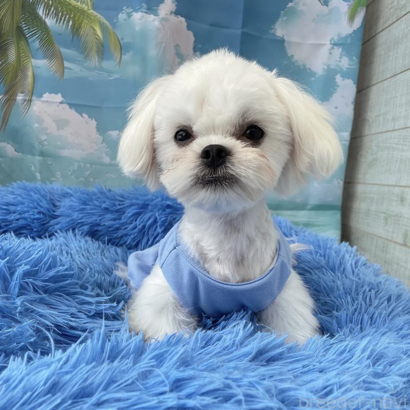 販売中の沖縄県のミックス犬-389676