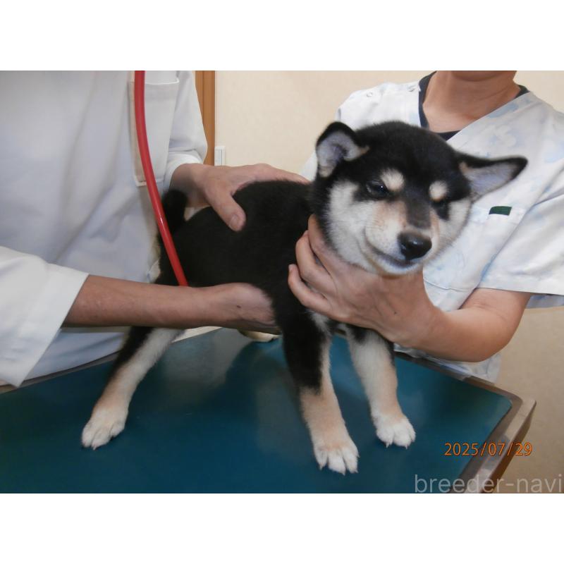 成約済の大阪府の柴犬-396761の3枚目