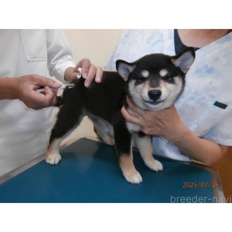 成約済の大阪府の柴犬-396761の2枚目