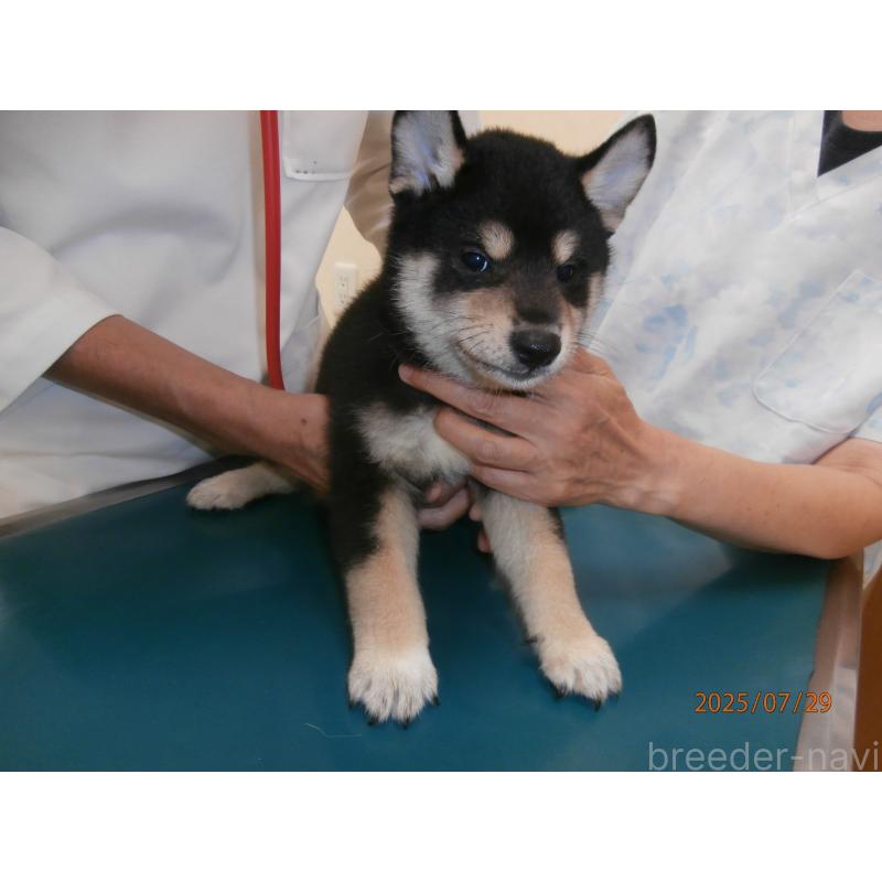 販売中の大阪府の柴犬-396763の3枚目