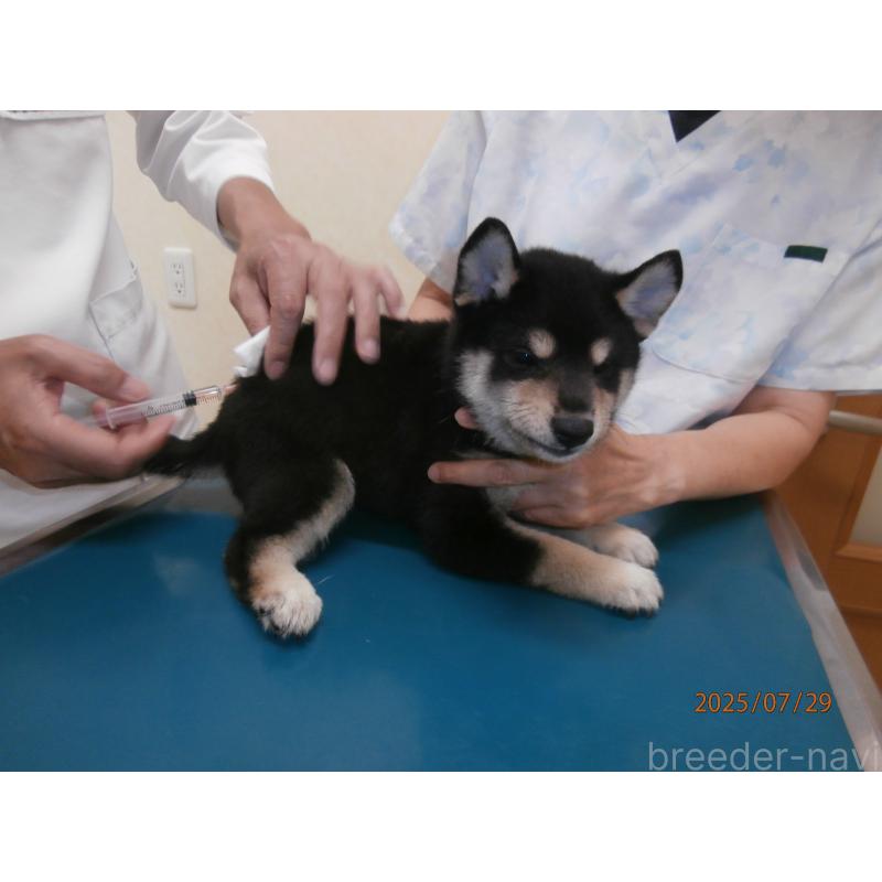 販売中の大阪府の柴犬-396763の2枚目