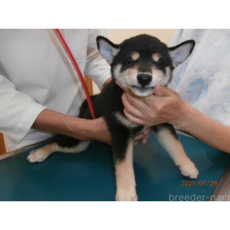 商談中の大阪府の柴犬-396766の3枚目