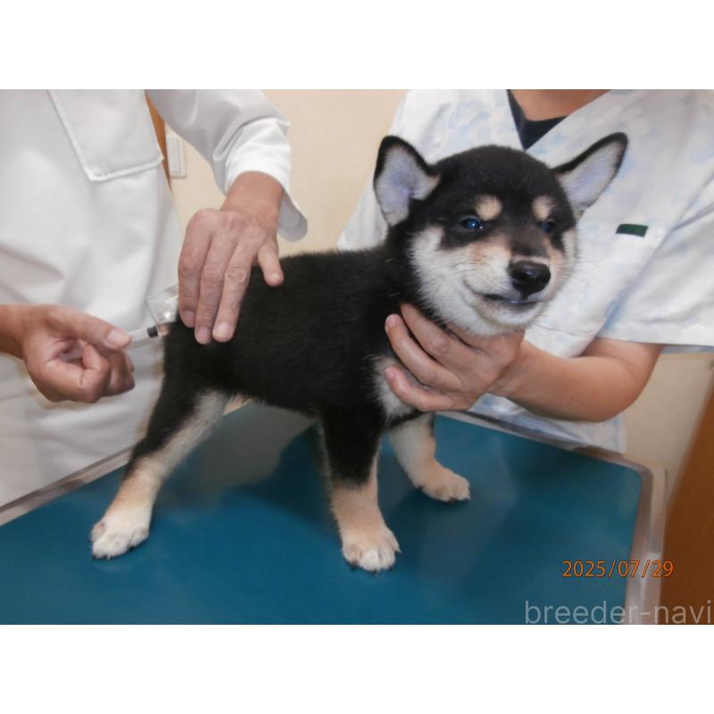 商談中の大阪府の柴犬-396766の2枚目