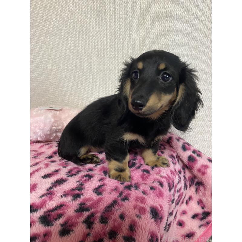 販売中の広島県のミニチュアダックスフンド(ロングヘアード)-402878の4枚目